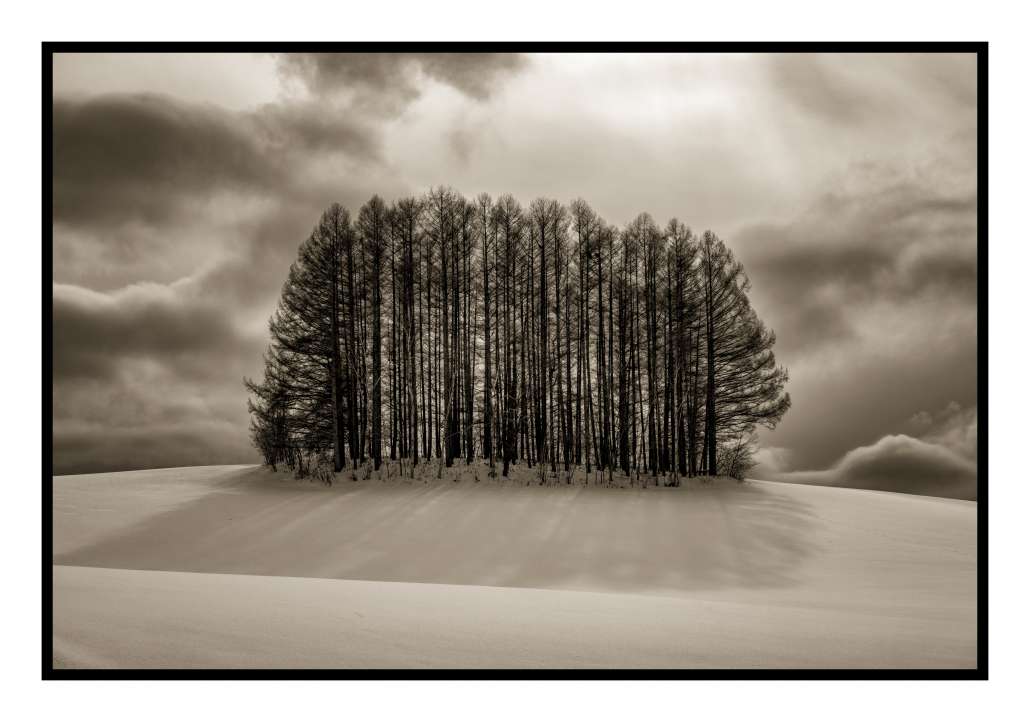 Backlit Trees, Hokkaido, Japan by Kerik Kouklis Backlit Trees, Hokkaido, Japan by Kerik Kouklis