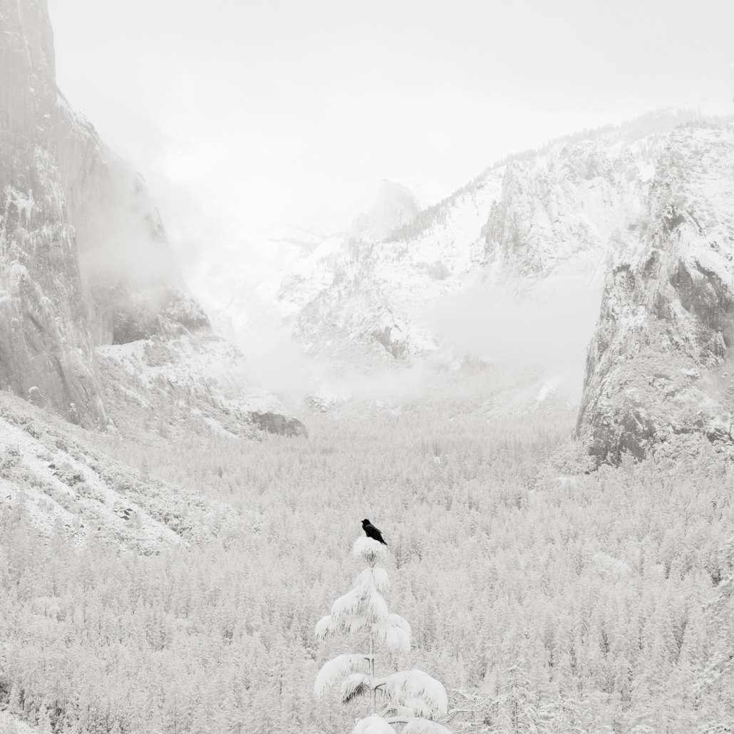 Crow and Valley View, Yosemite, 2005 by J. Conley Crow and Valley View, Yosemite, 2005 by J. Conley