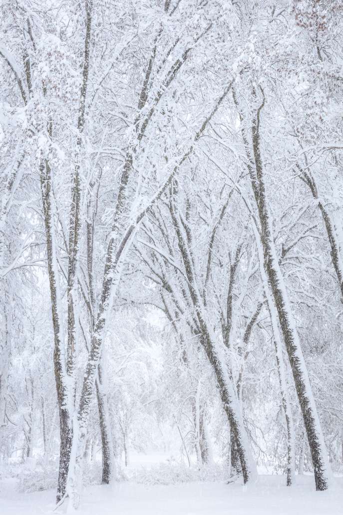 Winter in the Grove by Charlotte Gibb Winter in the Grove by Charlotte Gibb