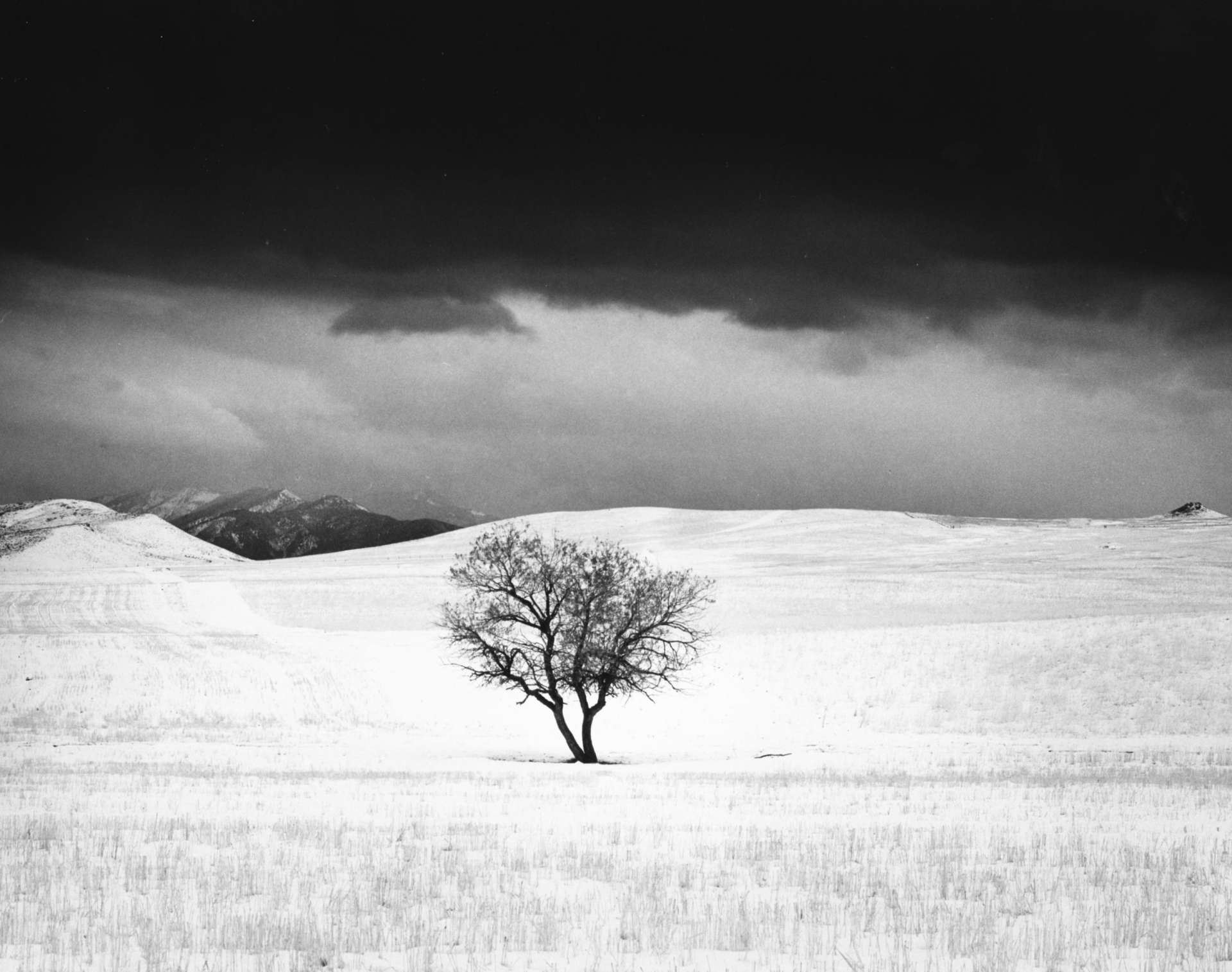 Dream of Tree by Roman Loranc Dream of Tree by Roman Loranc